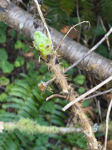 Devil's Club (Oplopanax horridus)