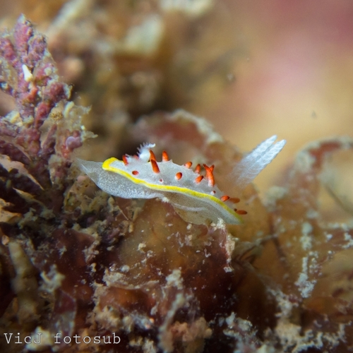 Diaphorodoris papillata