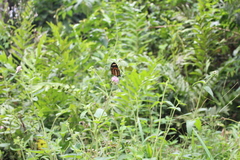 Lepidoptera