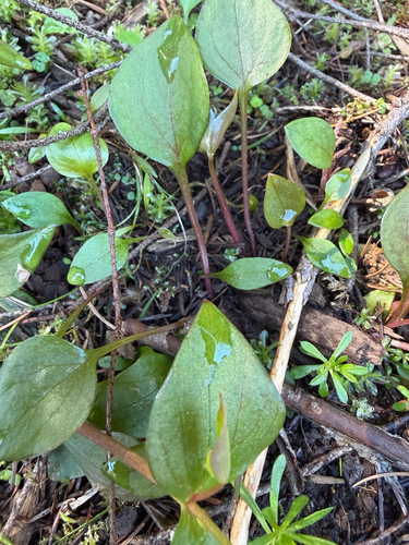 Candy Flower (Claytonia sibirica)