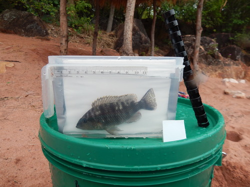 Pfeffer's cichlid (Gnathochromis pfefferi) — Cichlidae — 4