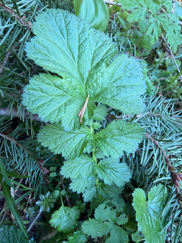 Largeleaf Avens (Geum macrophyllum)