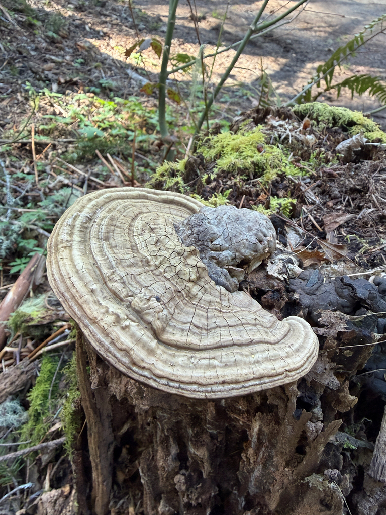 Ganoderma applanatum · April 2026 · photo: © rachelcole (iNaturalist, cc0)