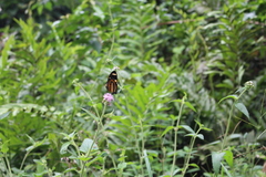 Lepidoptera
