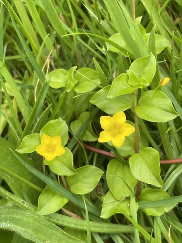 Yellow Pimpernel (Lysimachia nemorum)
