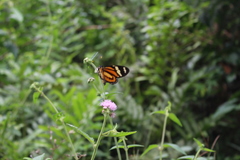 Lepidoptera