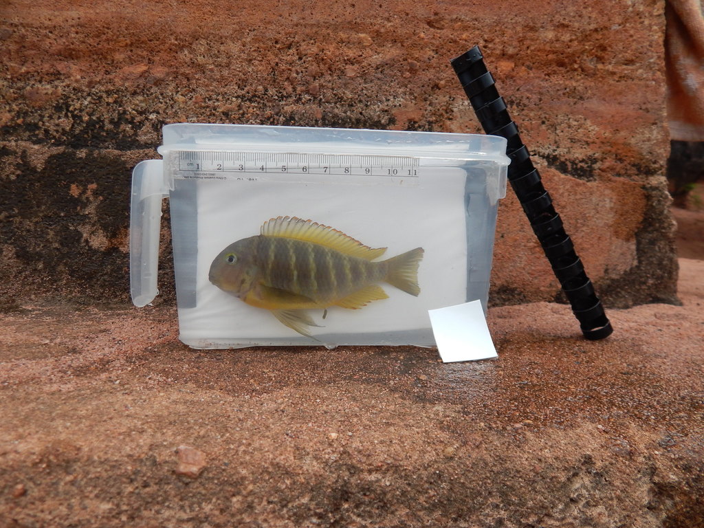 Brichard's tropheus (Tropheus brichardi) — Cichlidae
