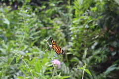 Lepidoptera