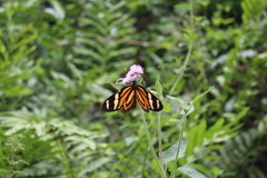 Lepidoptera