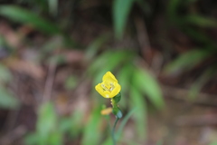 Sisyrinchium
