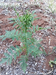 Erechtites valerianifolius, photograph Edson Luis Fabro Gasperin, CC BY-SA, iNaturalist via GBIF