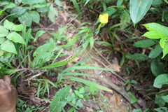 Sisyrinchium