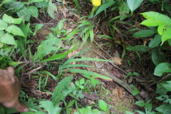 Sisyrinchium