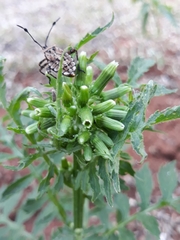Erechtites valerianifolius, photograph Edson Luis Fabro Gasperin, CC BY-SA, iNaturalist via GBIF