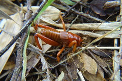 Cratomelus armatus