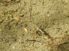 Cyprinodon eremus