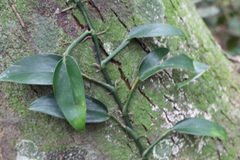 Philodendron