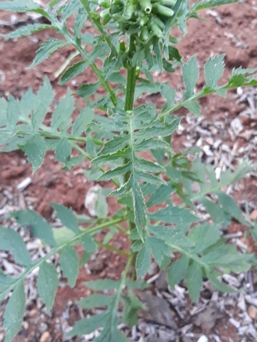 Erechtites valerianifolius, photograph 4