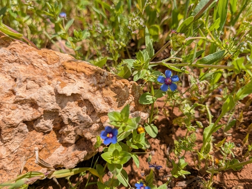 Blue Scarlet Pimpernel