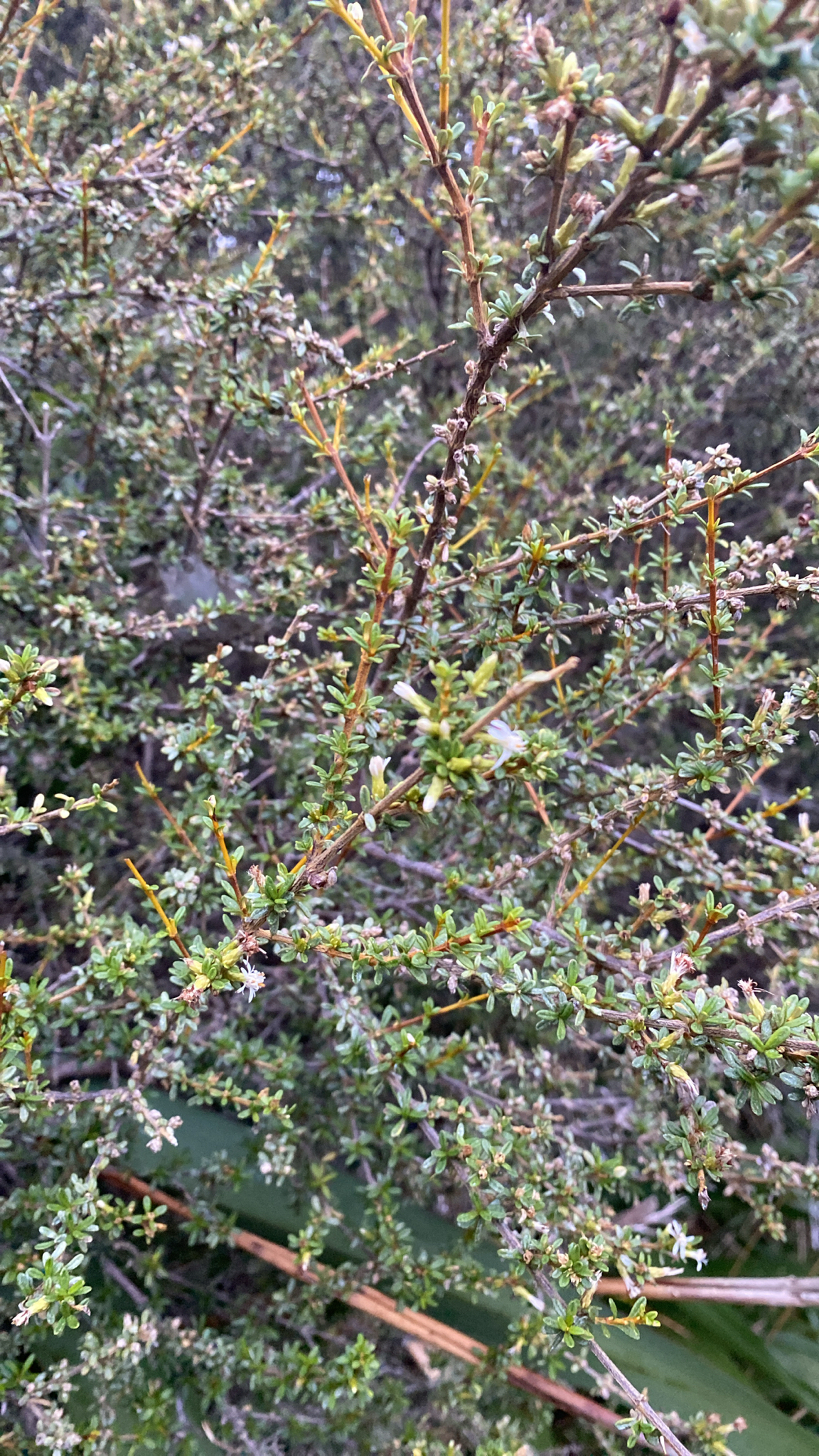 Coastal Daisybush (Olearia solandri)
