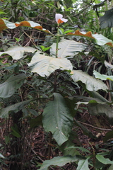Bathysa australis