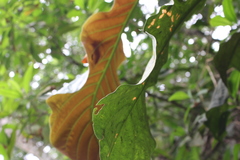 Bathysa australis
