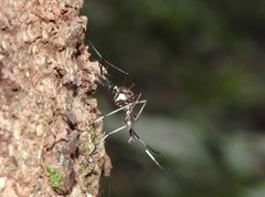 Toxorhynchites splendens