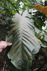 Bathysa australis