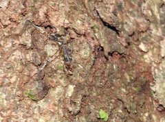 Toxorhynchites splendens