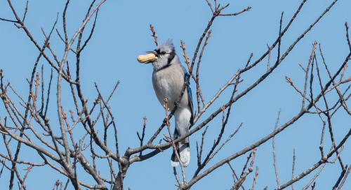Blue Jay photographed in Massachusetts