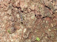 Toxorhynchites splendens