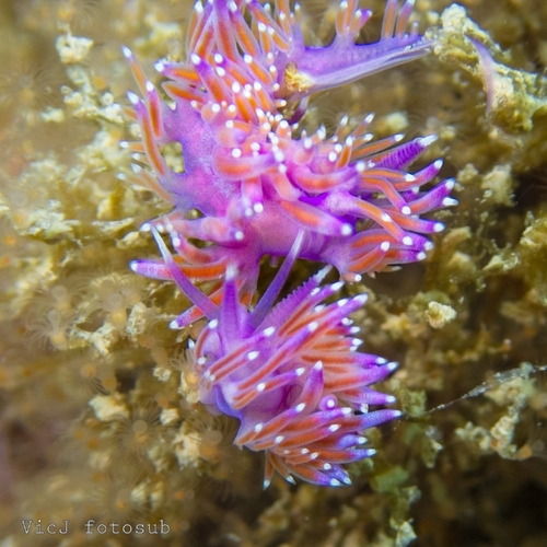 Flabellina affinis