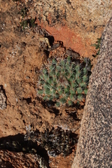 Mammillaria brandegeei