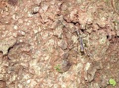 Toxorhynchites splendens