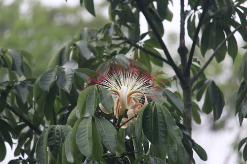 provision tree (Pachira aquatica)