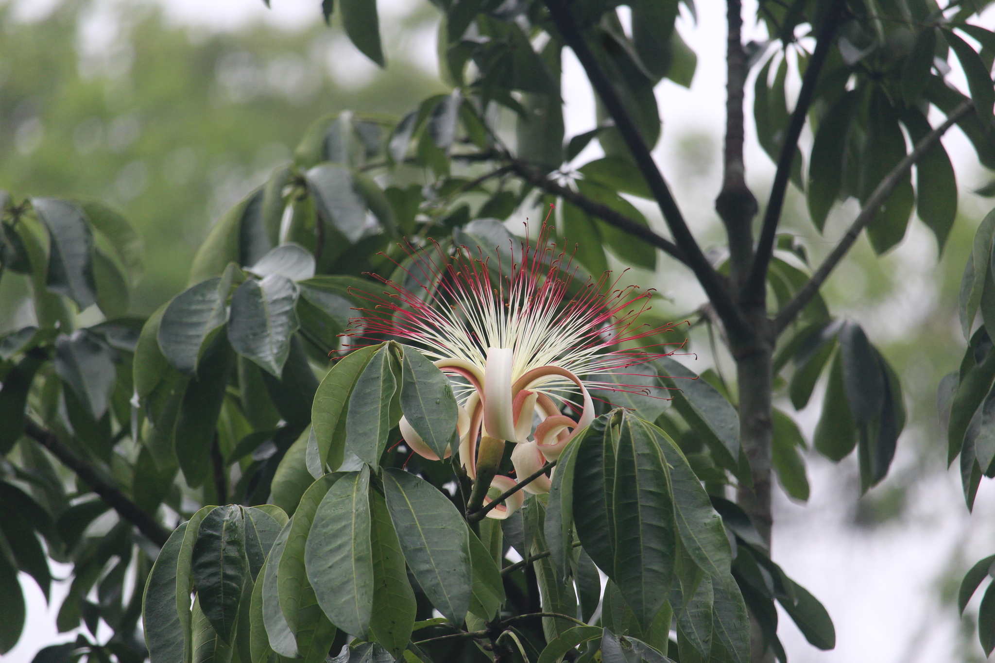 Provision Tree (Pachira aquatica)