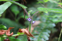 Magnoliopsida