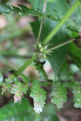 Magnoliopsida