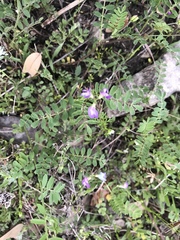 Astragalus nuttallianus