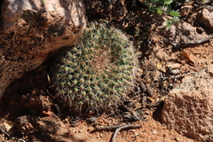 Mammillaria brandegeei