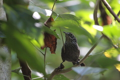 Cantorchilus semibadius