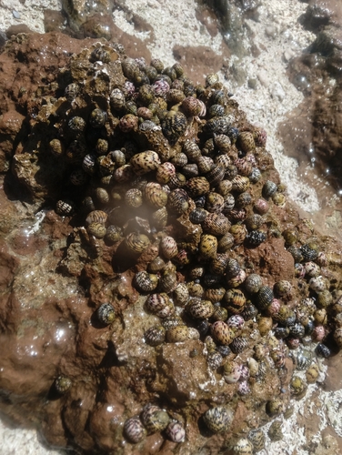 Nerita versicolor