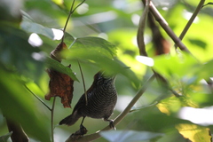 Cantorchilus semibadius