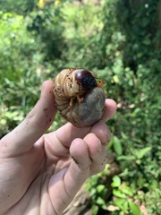 Dynastes septentrionalis