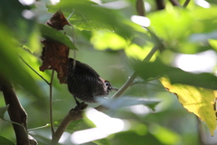 Cantorchilus semibadius