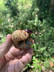 Dynastes septentrionalis