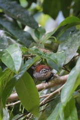 Cantorchilus semibadius