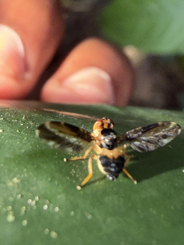 Xyrogena linea