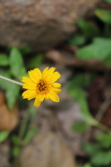 Asteraceae