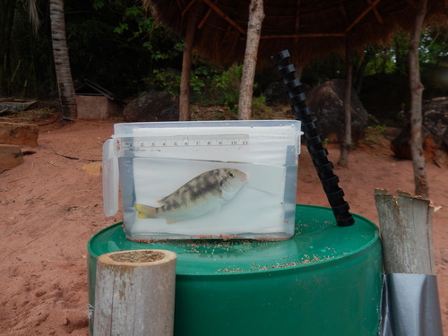 Pseudosimochromis marginatus